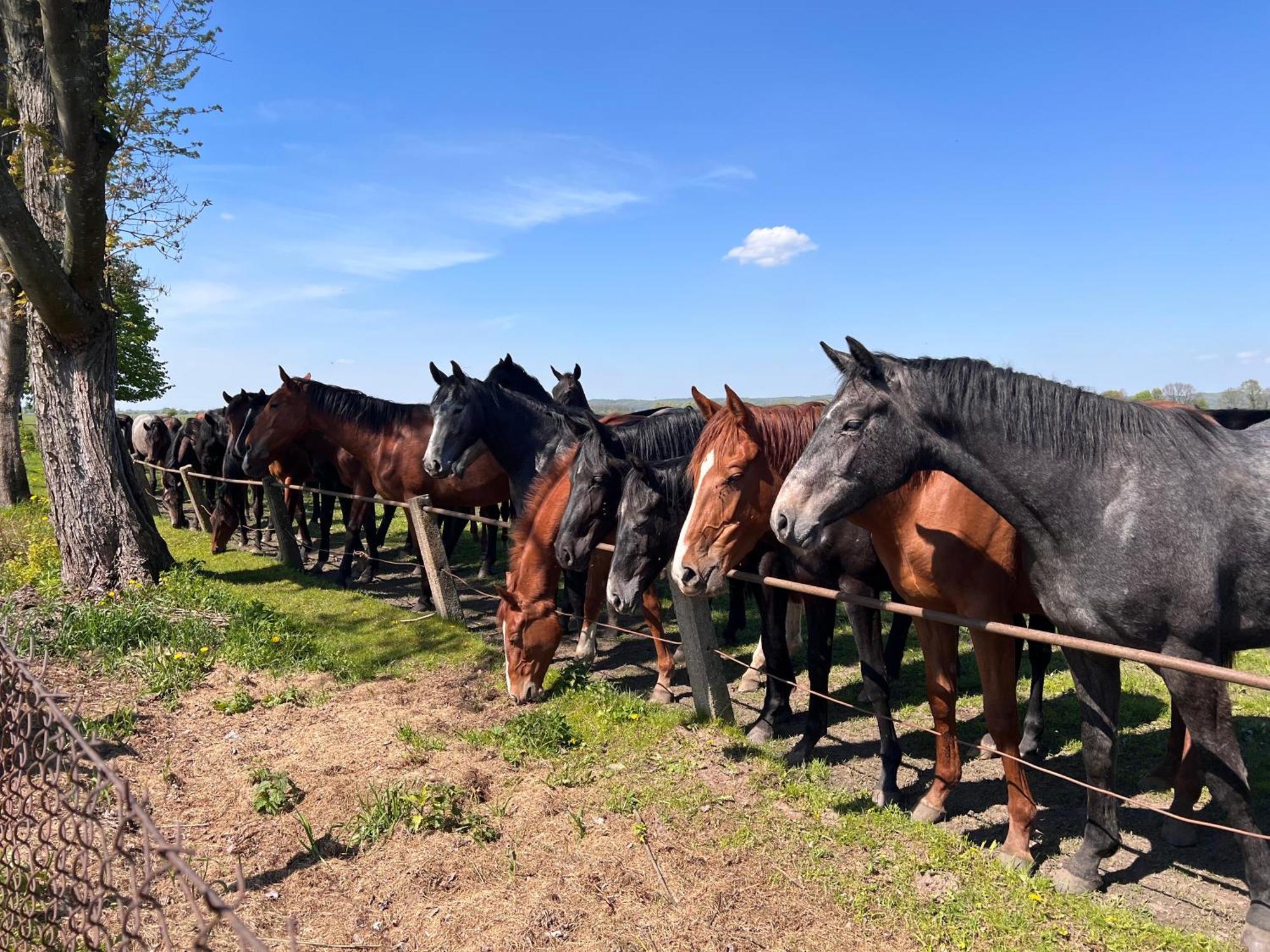 Black Horse Pasłęk 외부 사진