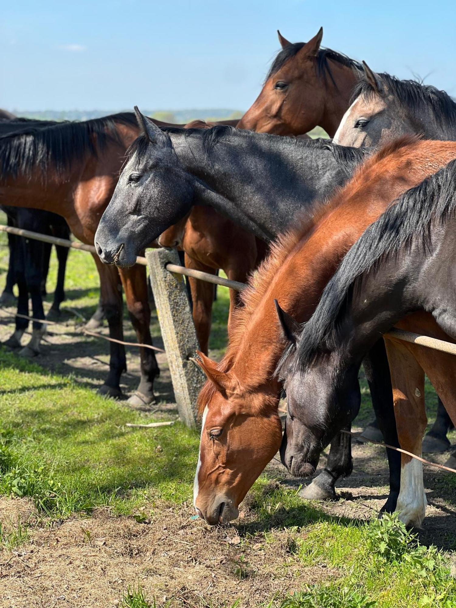 Black Horse Pasłęk 외부 사진